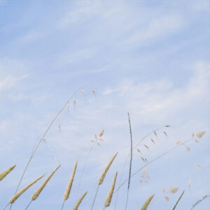 Summer Glee Grasses Original Oil Painting | Emmeline Craig