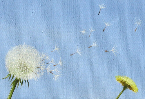 Dandelion close up painting by Emmeline Craig
