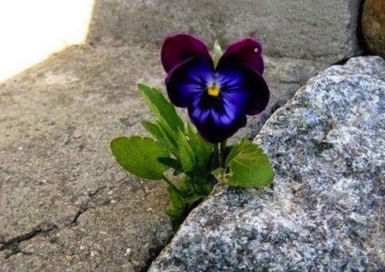 pansy flower growing through cement